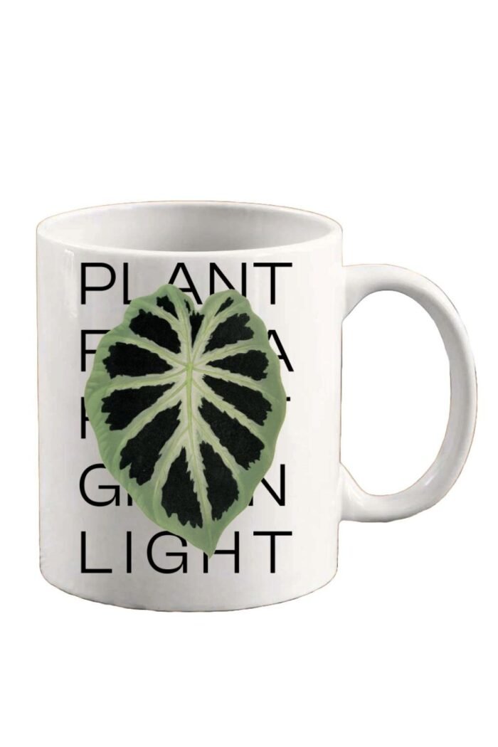 Colocasia növény bögre